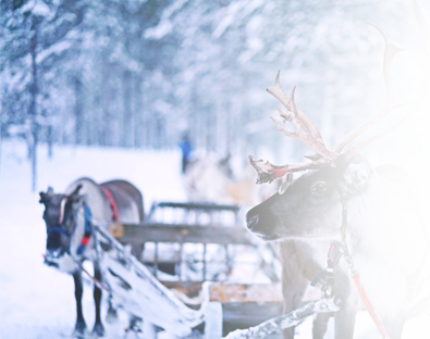 deer